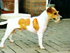 Twister Chai Lee | Parson Russell Terrier 