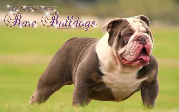 RB's Lilac Passion Extreme Z | Olde English Bulldogge 