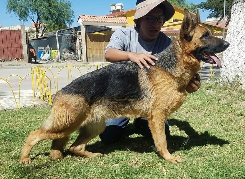 HANNA WOLF DE LA BOHEMIA | German Shepherd Dog 