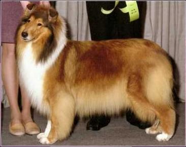 Fantasy's Miracles Happen | Rough Collie 