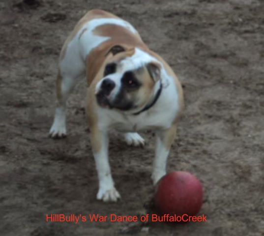 HillBully's War Dance of BuffaloCreek | Olde English Bulldogge 