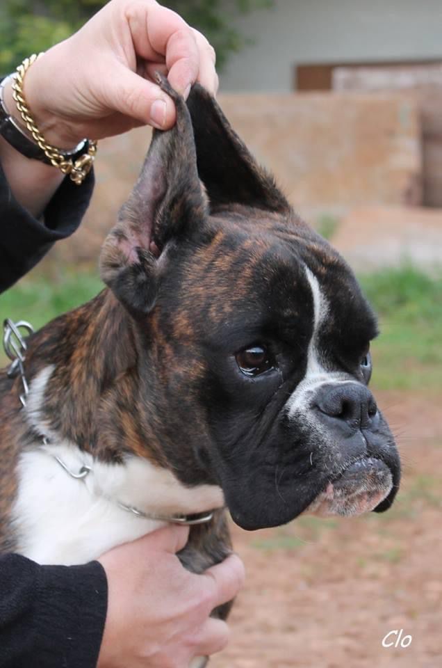 Kiara della Riserva Reale | Boxer 