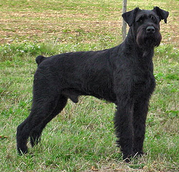 Tiron von Giebiko | Giant Schnauzer 