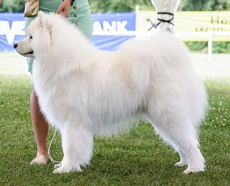 Dirty Dogs Have More Fun Jamieson Max | Samoyed 