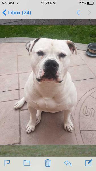 Frontlines Casper | American Bulldog 