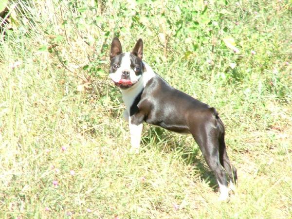 Aloha Des gardiens du bois clerbault | Boston Terrier 