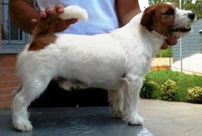 Lantaka Jack Lone Star | Jack Russell Terrier 