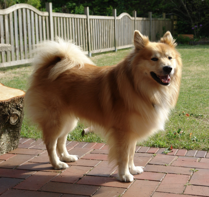 Solargeisli Raudur | Icelandic Sheepdog 
