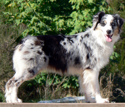 Celebritywards Baja Sands | Australian Shepherd 