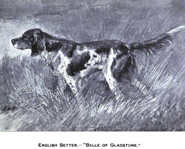 Belle of Gladstone | English Setter  Belle of Gladstone | English Setter