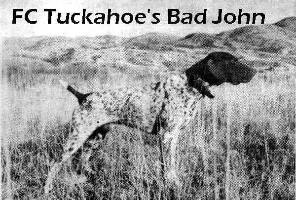 TUCKAHOE'S BAD JOHN | German Shorthaired Pointer 