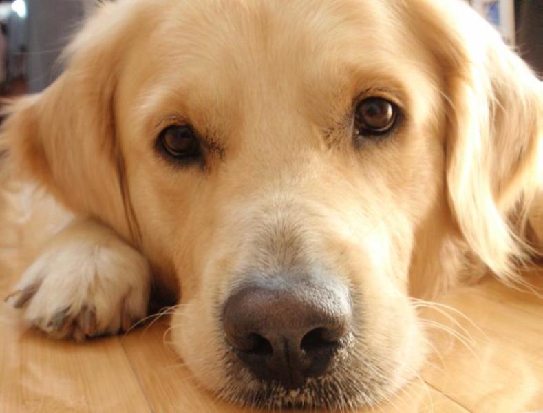 Vilijam | Golden Retriever 