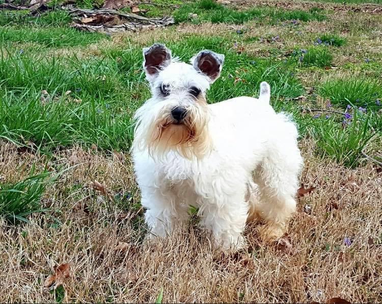 CAROLINA LEGACY'S KLAUSS | Miniature Schnauzer 