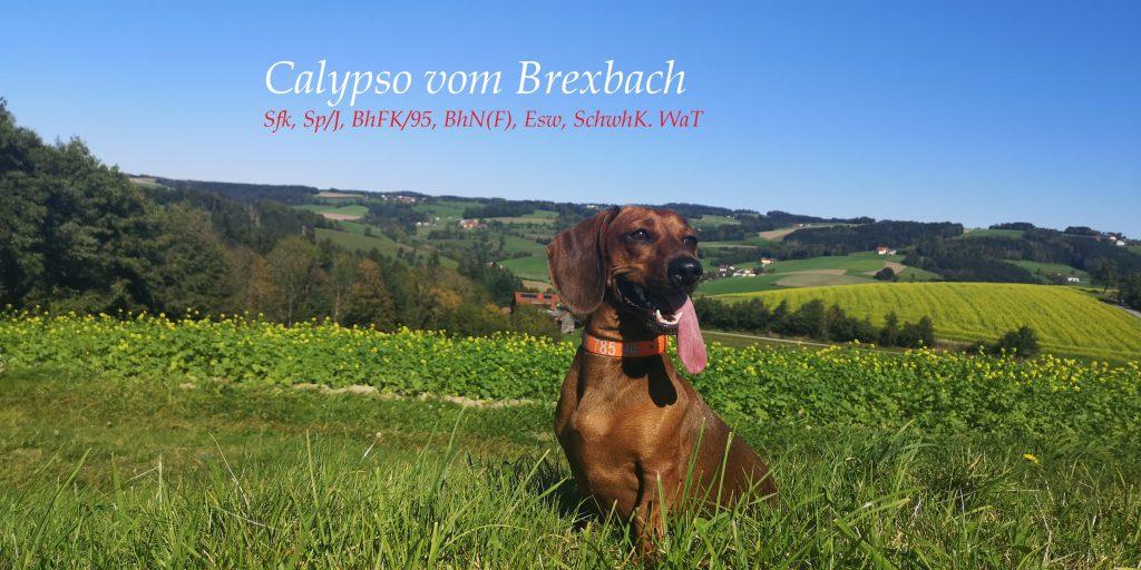 Calypso vom Brexbach FCI | Dachshund 