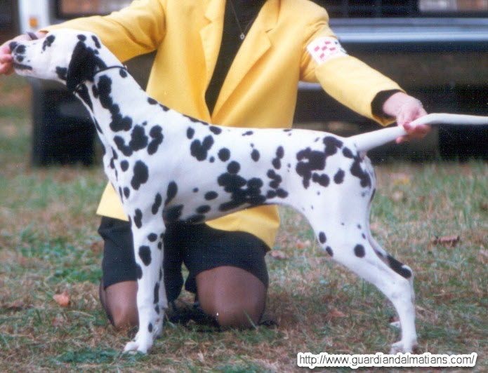 Guardian BME Willing Heart | Dalmatian 