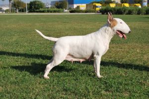 Atuwo Opera Prima of Cobara | Bull Terrier 