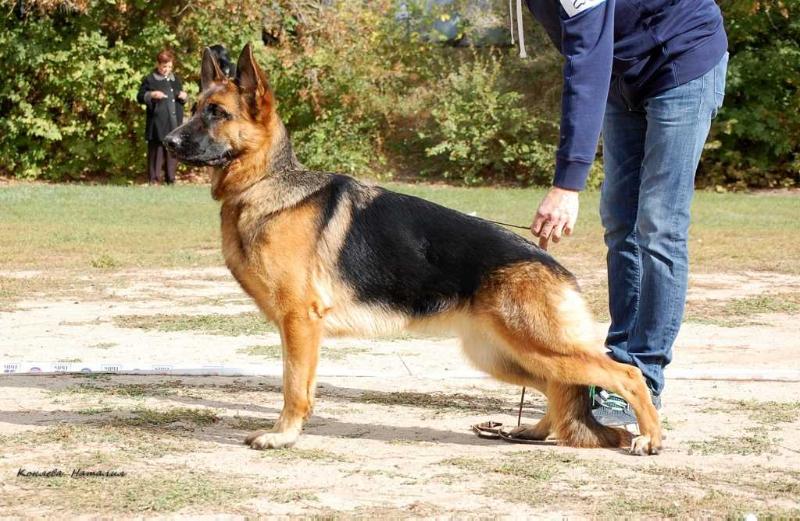 Domina vom Olster Hof | German Shepherd Dog 