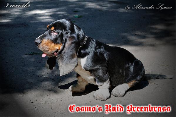 Cosmo's Raid Breenbrass | Basset Hound 