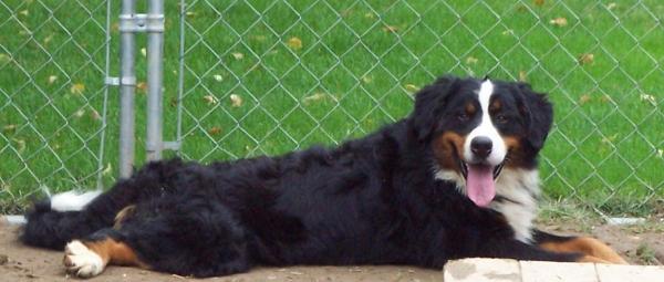 Corbetts Blade Berner | Bernese Mountain Dog 