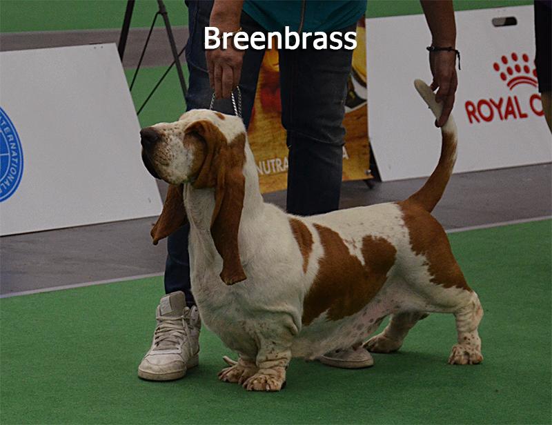 Khvala I Gordost' Iz Chernichnogo Raja | Basset Hound 