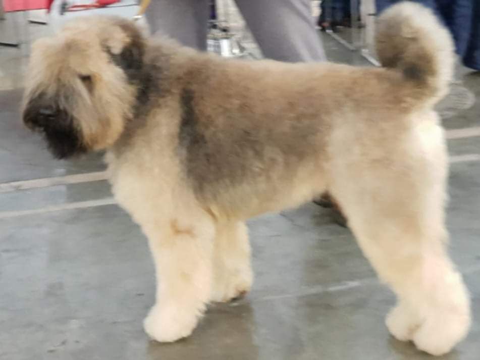 Jatinka Bouvi-Buzi | Bouvier des Flandres 