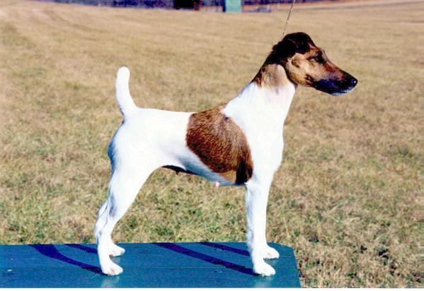 Dayterra Kid At Heart | Smooth Fox Terrier 