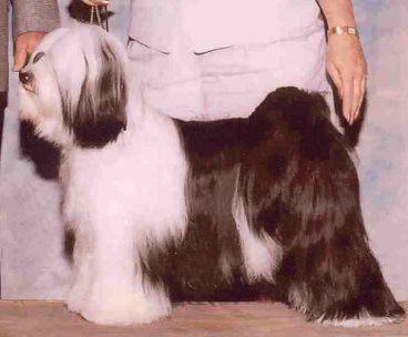 TO-JO'S CALYPSO MUSIC | Tibetan Terrier 