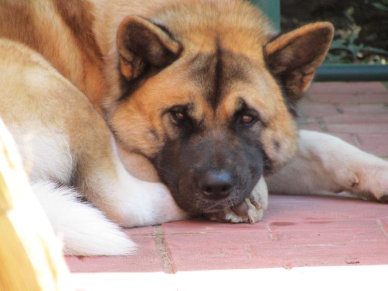 Japonskiy Sad Charming Lady | Akita 