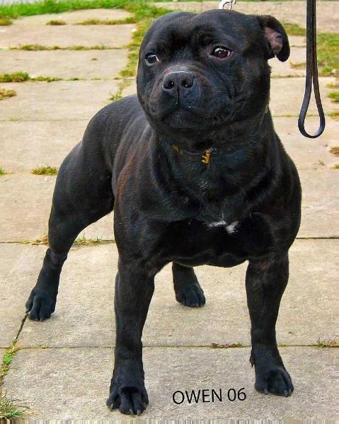 Nethertonion Just One Look. | Staffordshire Bull Terrier 