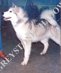 Selection Line Mystic Moment | Alaskan Malamute 