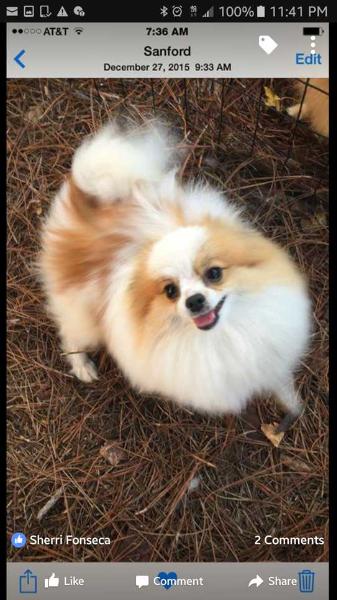 LB's Ozzie of Cherubacres | Pomeranian 