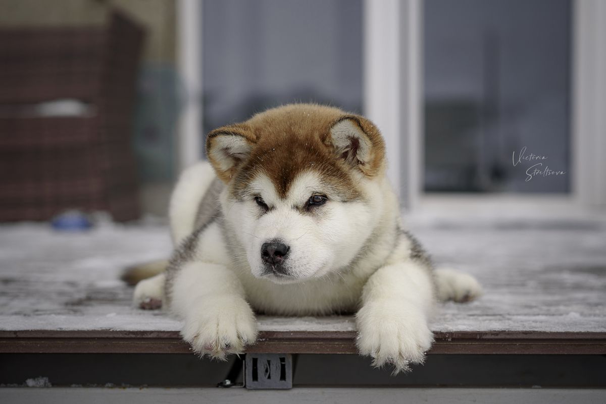 Fendi AnsEnearian Slovenian Wolf | Alaskan Malamute 