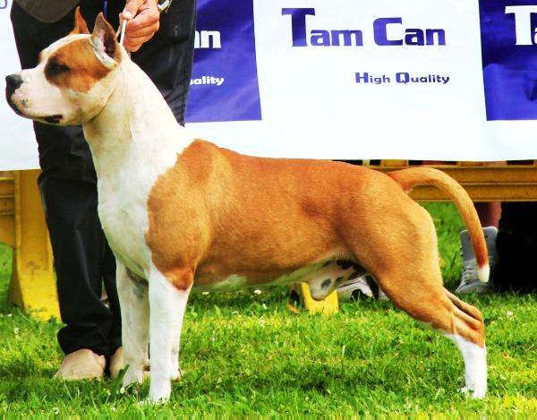 Hades De Cans Juansa | American Staffordshire Terrier 
