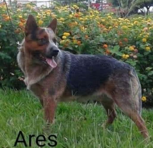 Ares | Australian Cattle Dog 