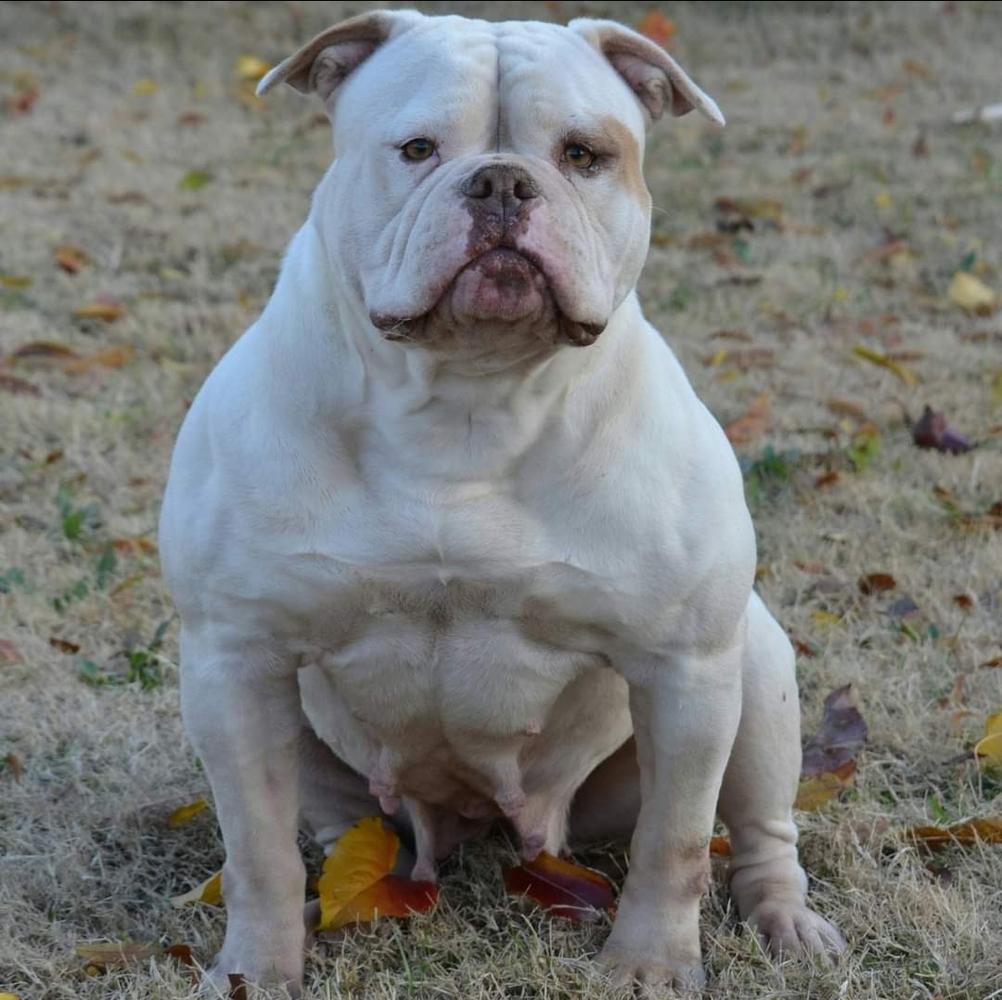 Hartimes Chica - AB | Olde English Bulldogge 