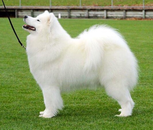 Lealsam Strike A Pose | Samoyed 