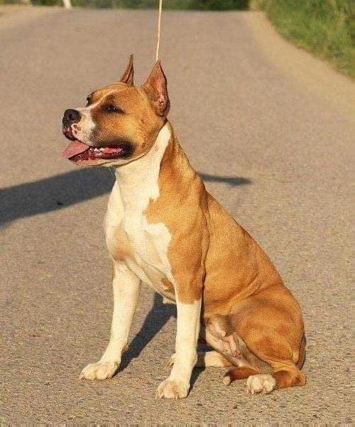 LEGEND REVIVAL DAKOTA | American Staffordshire Terrier 