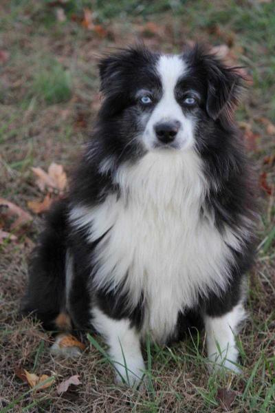 Cross K's Bren | Australian Shepherd 