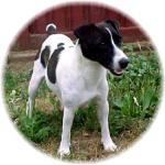 Chenoweth Kennel Lizzy Lou | Jack Russell Terrier 