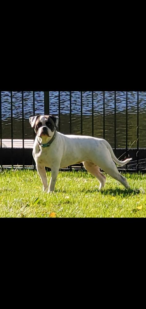 London is a Lady | American Bulldog 