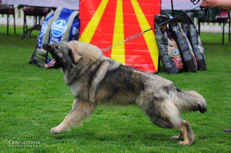 Rona Srpski Lav | Yugoslavian Shepherd Dog-Sarplaninac 