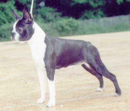 Kennedy's Elite Maestro Teddy | Boston Terrier 