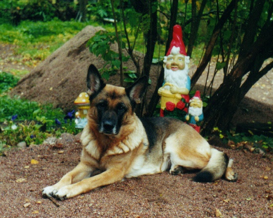 Ramba von Bad-Boll | German Shepherd Dog 