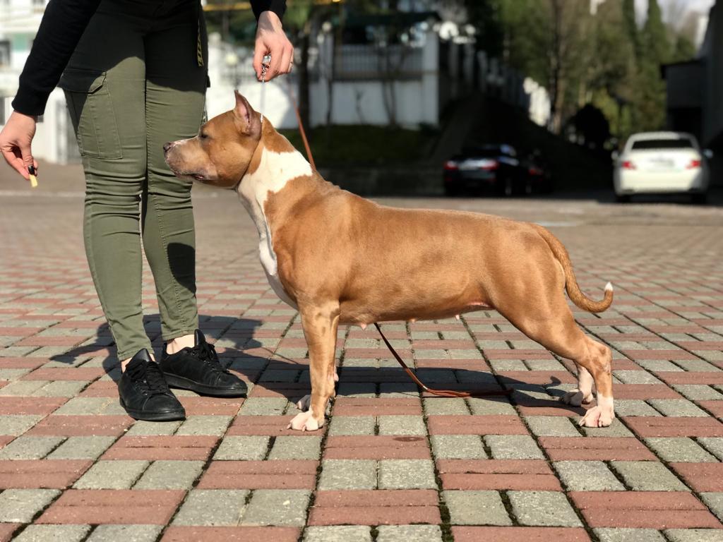 Feierverk Precious Dream | American Staffordshire Terrier 
