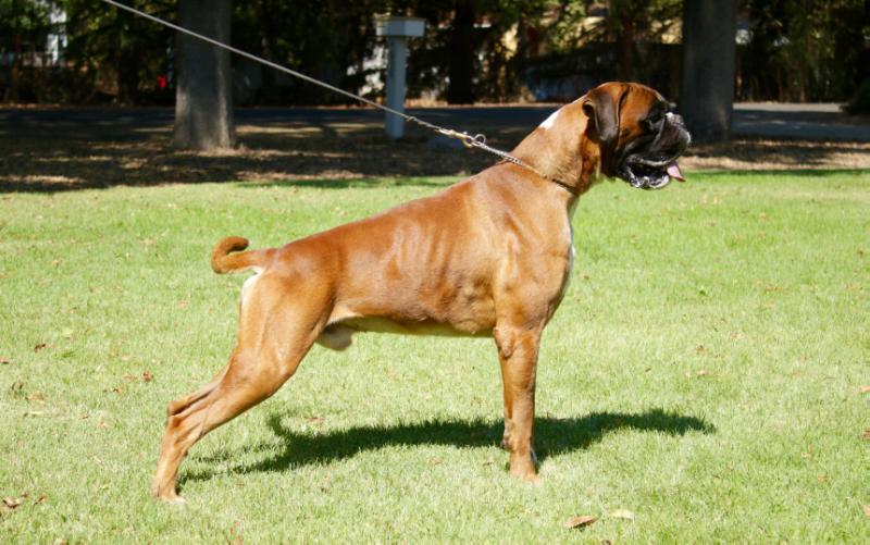 Filippo Del Cabezo La Jara | Boxer 