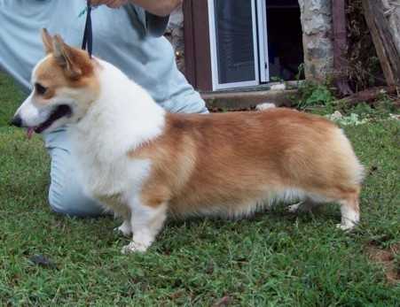 Milkywey's Schemes And Dreams | Pembroke Welsh Corgi 