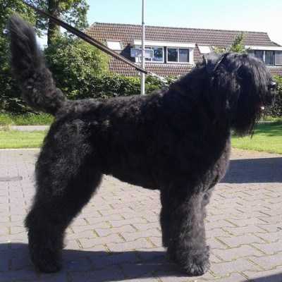 Tyson Balou v. 't Wie Dach-ie | Bouvier des Flandres 