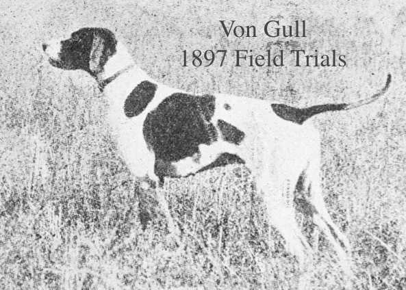 Von Gull (Kent Elgin x Fannie V) | Pointer 