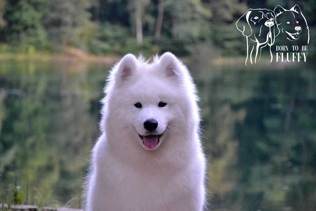 ASLAN OF WINNIE THE POOH Born To Be Fluffy | Samoyed 