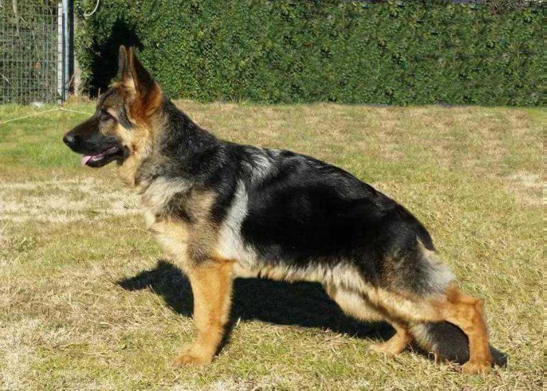 Sora made in italy | German Shepherd Dog 